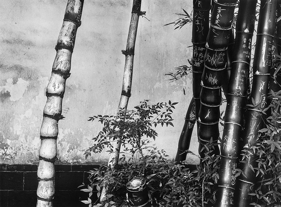 《刻字的古竹》 云南 2023 年 9 月.jpg