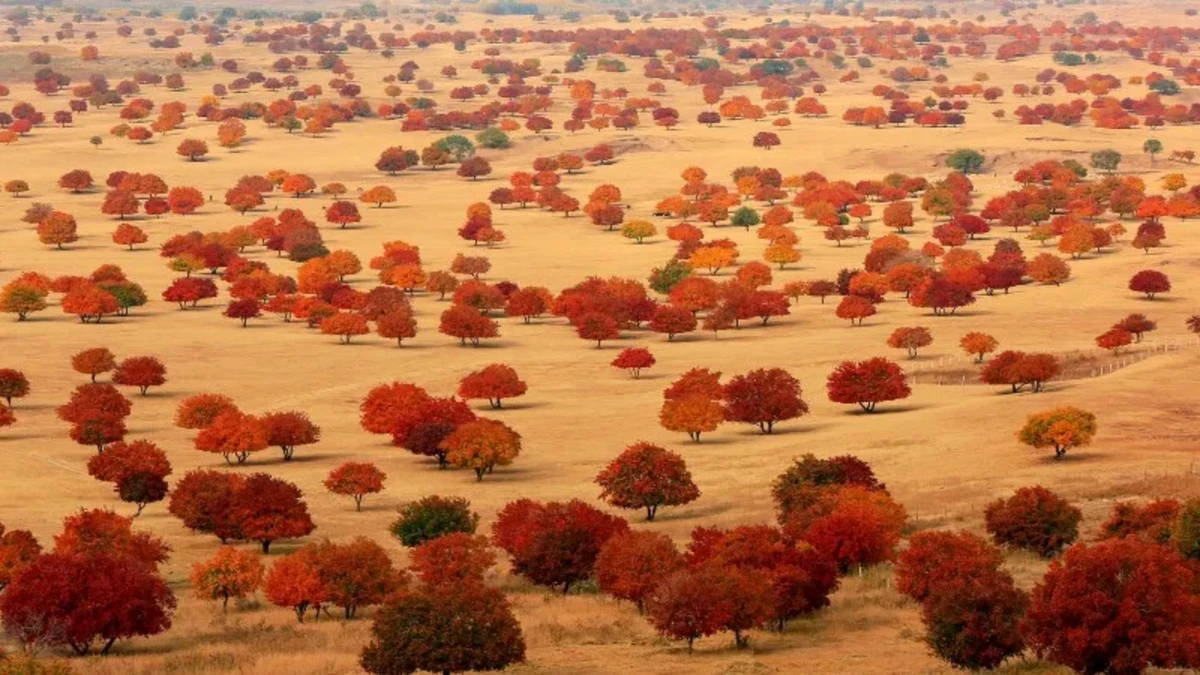 20241212_1733966261952520.jpg 12月的北京天清气朗1551 拷贝.jpg