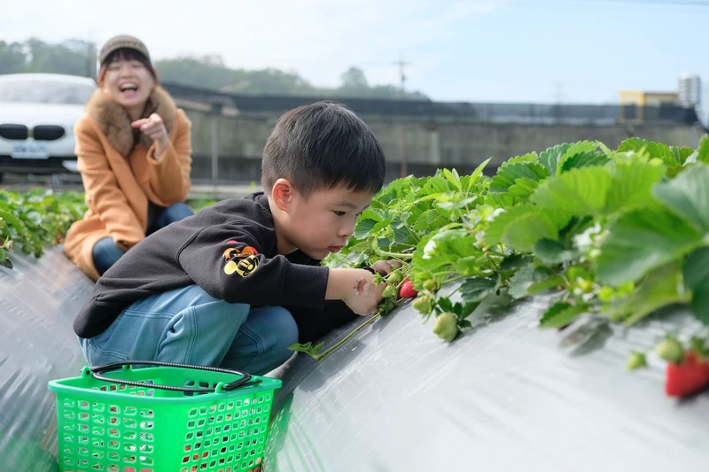 【2024苗栗大湖草莓季推薦】7家超人氣大湖採草莓草莓園農場