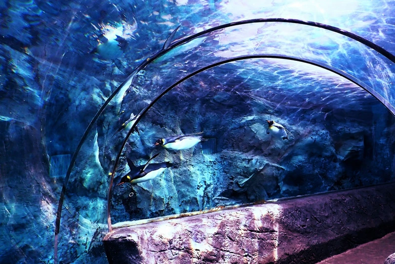 【北海道】旭山動物園：超夯企鵝散步＆北極熊游泳必看，含門票交