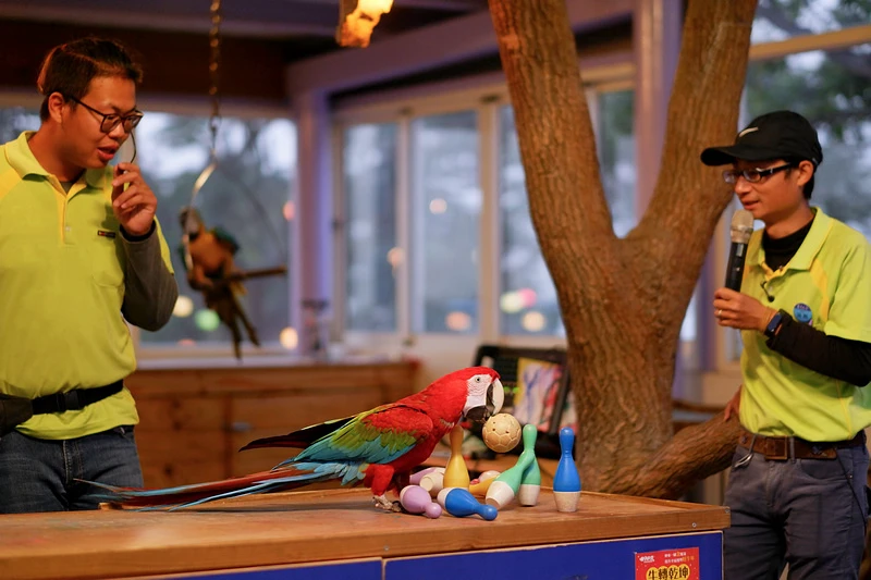 【南投】星月天空猴探井景觀餐廳：草泥馬＆百萬夜景超好玩！門票