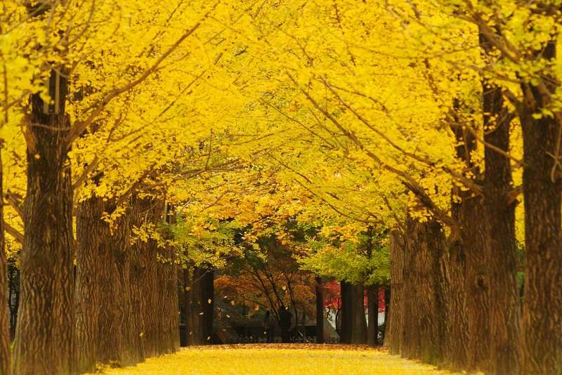 【2025南怡島一日遊】冬季戀歌場景！滑索預約、必吃美食＆門票交通全攻略