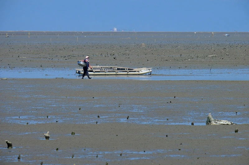 【新竹】香山濕地賞蟹步道：1億隻螃蟹大軍來襲！潮汐表、開放時