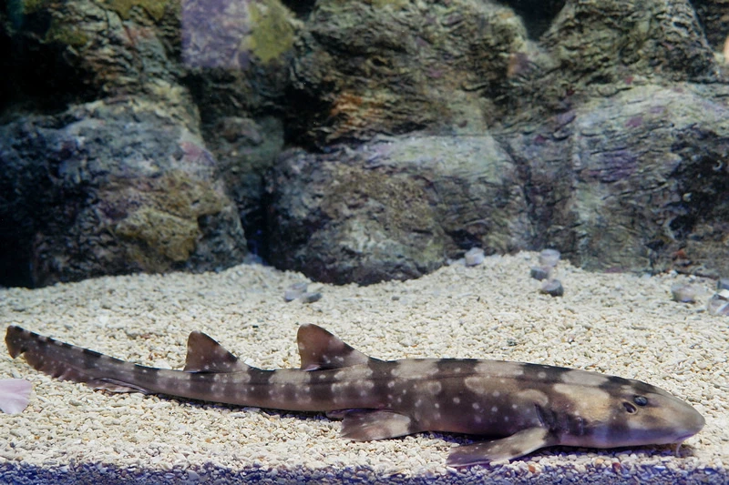 【澎湖】澎湖水族館：餵食秀超精彩！門票優惠＆海星觸摸池親子必