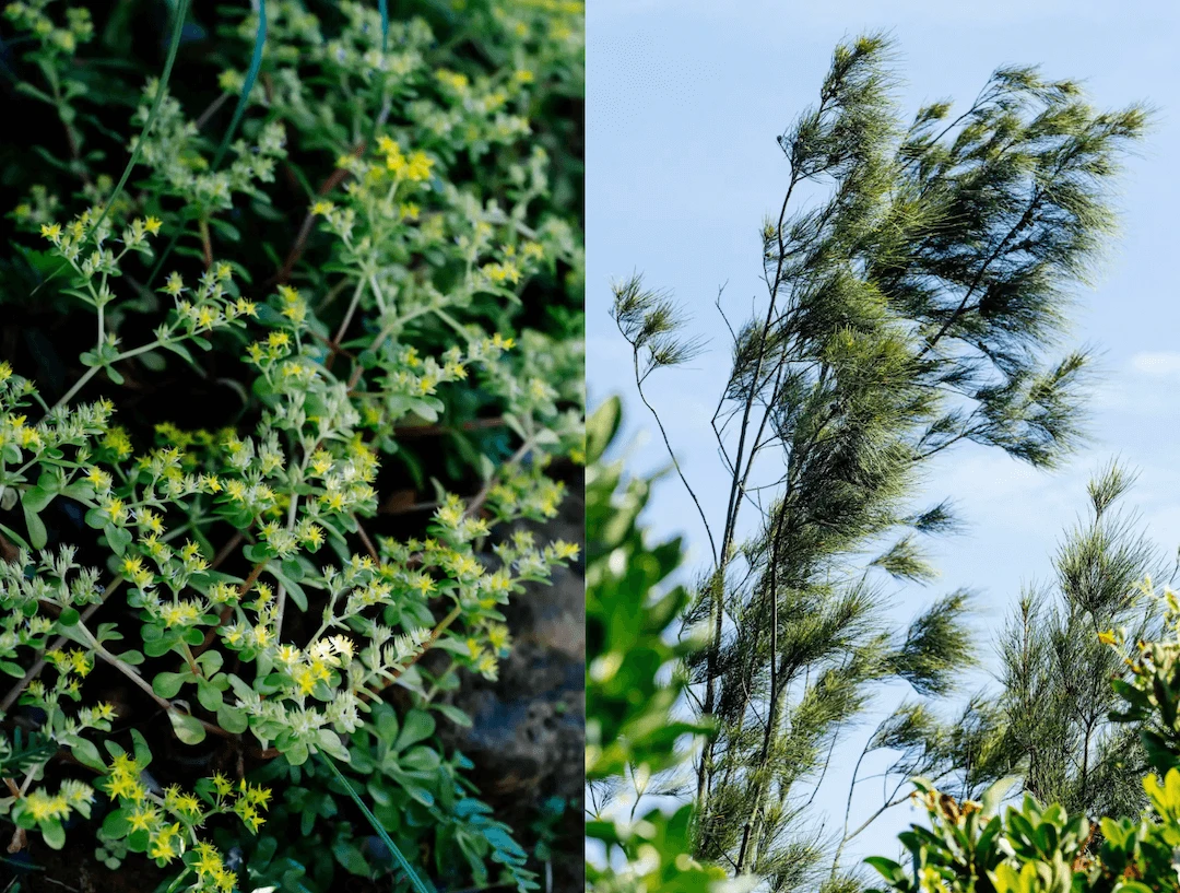 野柳岬山步道沿途植被。