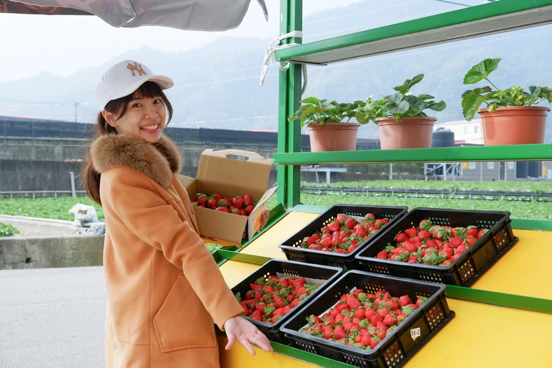 【2024苗栗大湖草莓季推薦】7家超人氣大湖採草莓草莓園農場