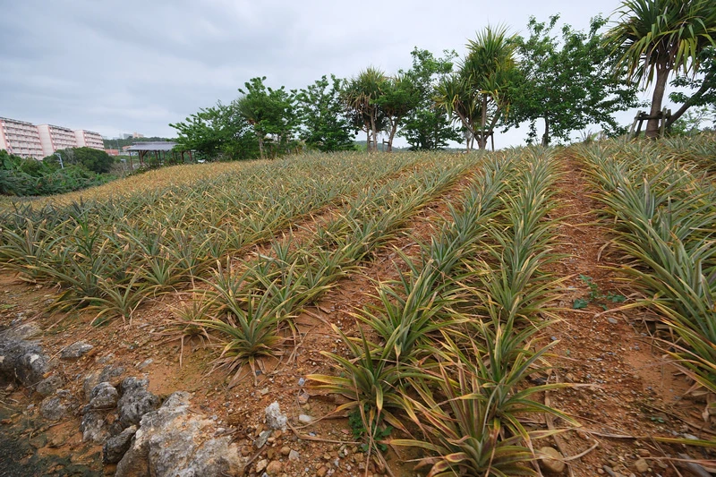 【沖繩】名護鳳梨園：逼真恐龍園區親子推薦＆搭超萌鳳梨電動車冒