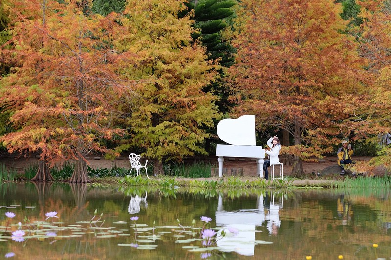 【苗栗南庄】雲水度假森林園區 (雲水溫泉度假村)：落羽松＆露