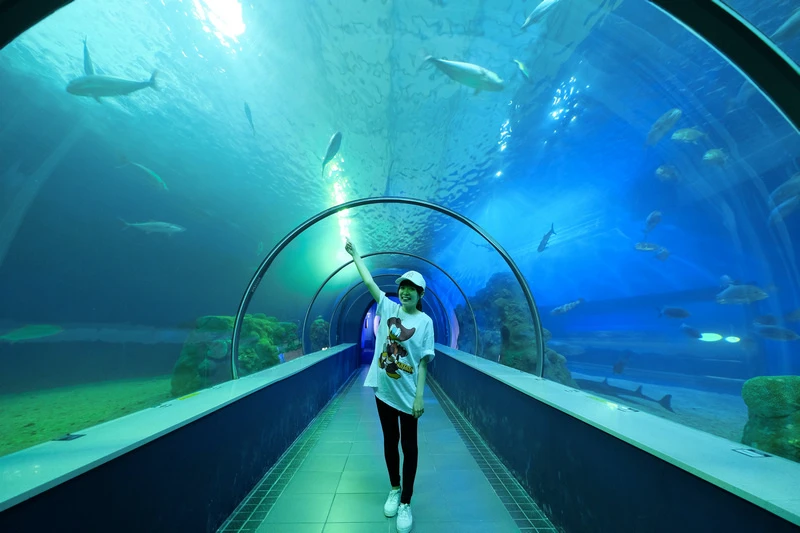 【澎湖】澎湖水族館：餵食秀超精彩！門票優惠＆海星觸摸池親子必