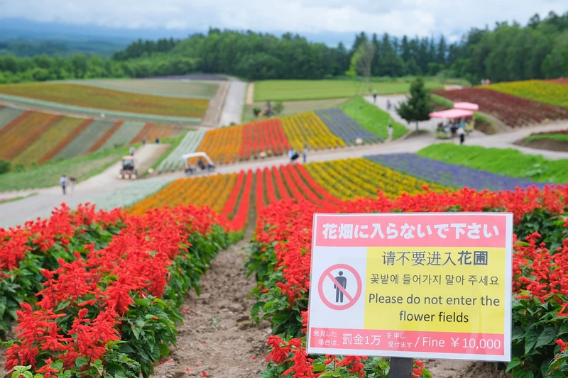 【北海道】四季彩之丘：彩虹般的花田絕色美景！美瑛必去景點超驚