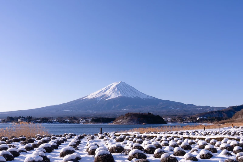 【河口湖】大石公園：巨無霸富士山視野美翻天！薰衣草、波波草花
