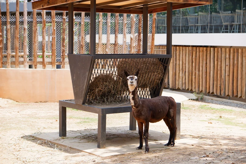【新竹市立動物園】超美文青風動物園！門票交通美食＆附近景點一