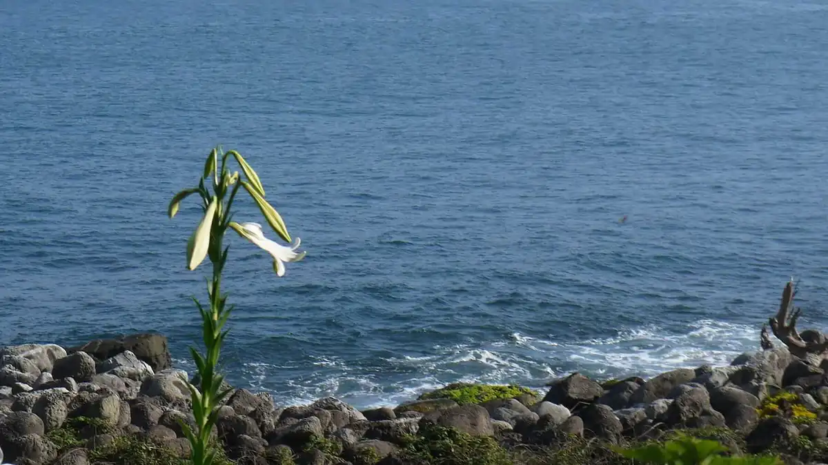 鐵炮百合（圖／Thomas Chen授權）