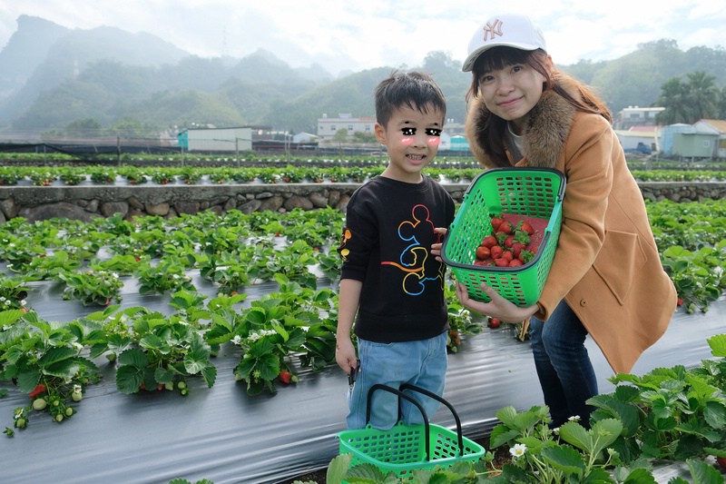 【2024苗栗大湖草莓季推薦】7家超人氣大湖採草莓草莓園農場