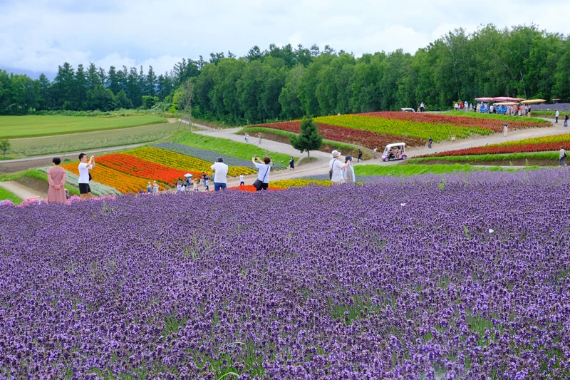【北海道】四季彩之丘：彩虹般的花田絕色美景！美瑛必去景點超驚