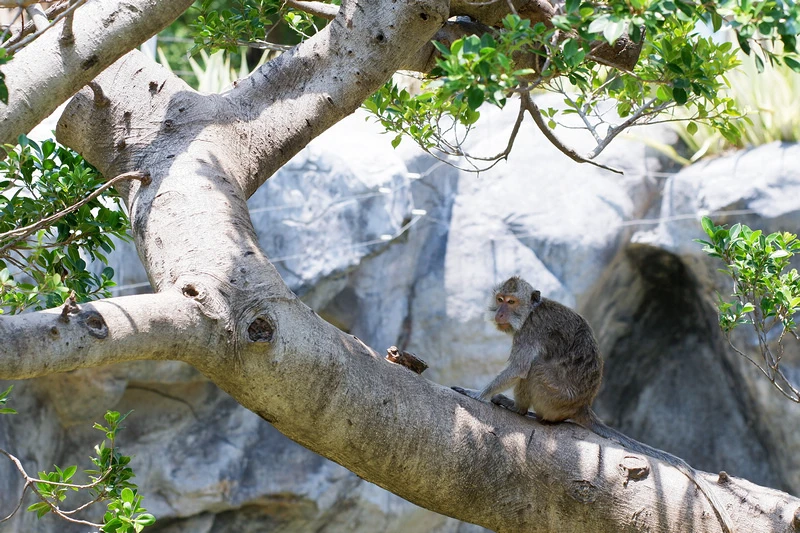 【新竹市立動物園】超美文青風動物園！門票交通美食＆附近景點一
