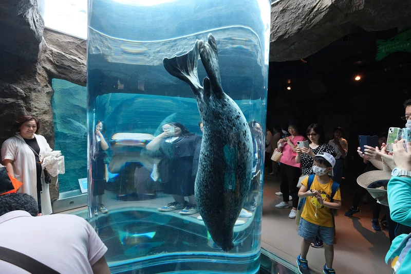 【北海道】旭山動物園：超夯企鵝散步＆北極熊游泳必看，含門票交