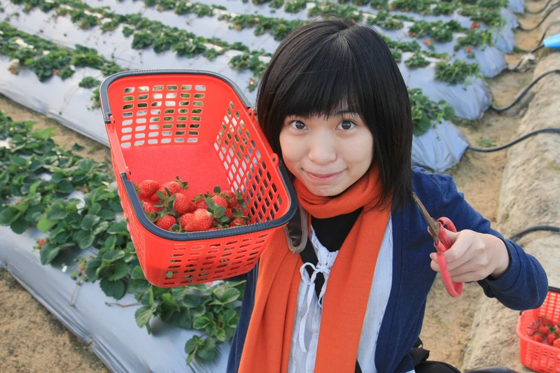 【2024苗栗大湖草莓季推薦】7家超人氣大湖採草莓草莓園農場