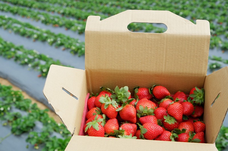 【苗栗】大湖酒莊＆草莓文化館：冰淇淋泡芙必買！免門票採草莓吃