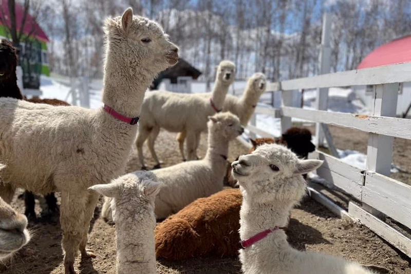 【北海道】四季彩之丘：彩虹般的花田絕色美景！美瑛必去景點超驚