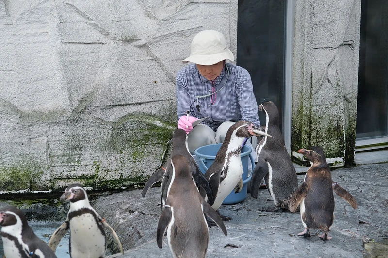 【北海道】旭山動物園：超夯企鵝散步＆北極熊游泳必看，含門票交