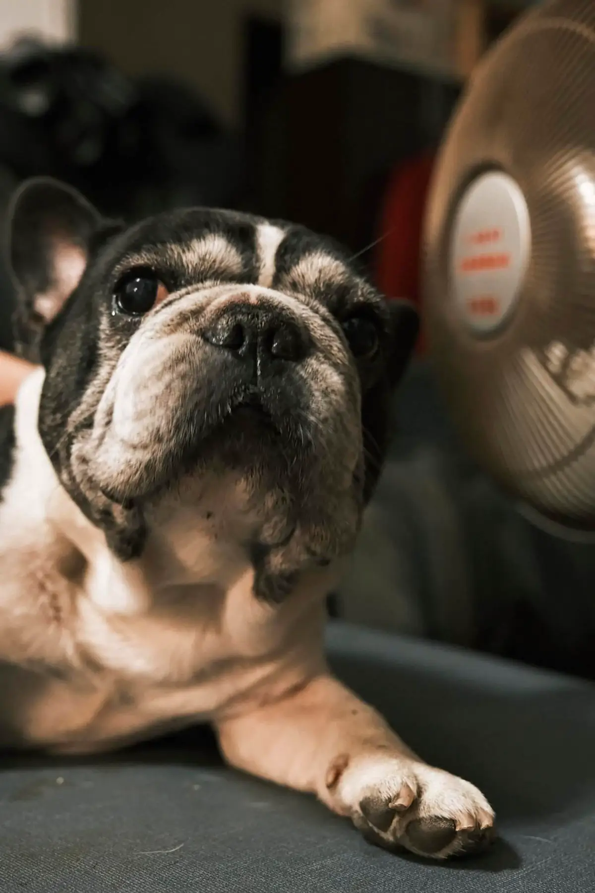 林家的愛犬「Shaq」名字由來於NBA傳奇俠客‧歐尼爾（Shaquille O'Neal）。