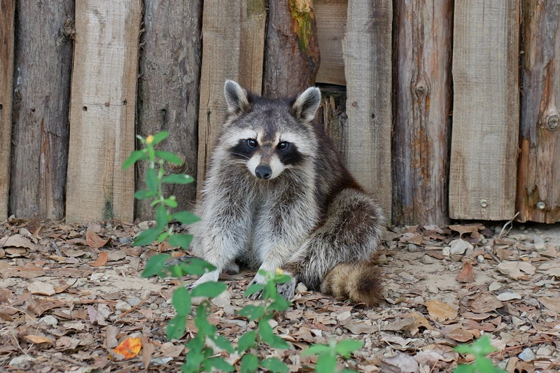 【新竹市立動物園】超美文青風動物園！門票交通美食＆附近景點一