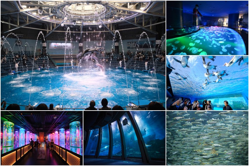 【2025東京水族館推薦】Top6最夯水族館比較大公開!海豚、企鵝、海豹超可愛 【2025東京水族館推薦】Top6最夯水族館比較大公開!海豚、企鵝、海豹超可愛
