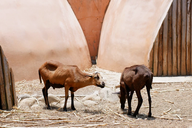 【新竹市立動物園】超美文青風動物園！門票交通美食＆附近景點一