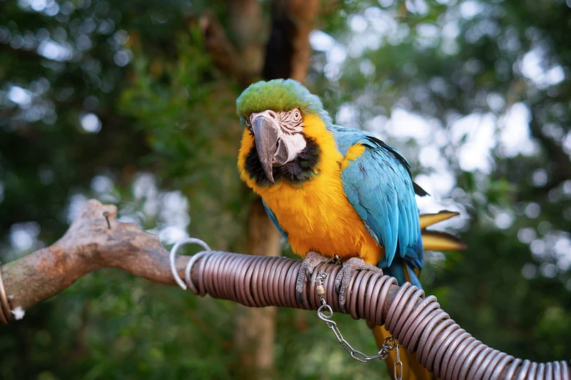 【南投】星月天空猴探井景觀餐廳：草泥馬＆百萬夜景超好玩！門票