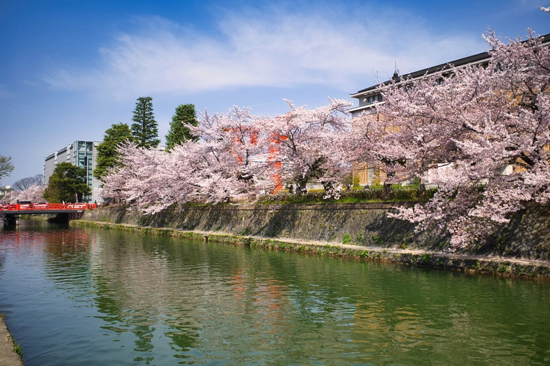 【京都】平安神宮：紀念建都千年而建！神苑櫻花夜櫻點燈＆楓葉必
