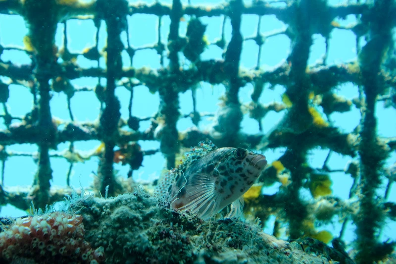 【沖繩】部瀨名海中公園：海中展望塔＆玻璃船門票優惠，暢遊海中