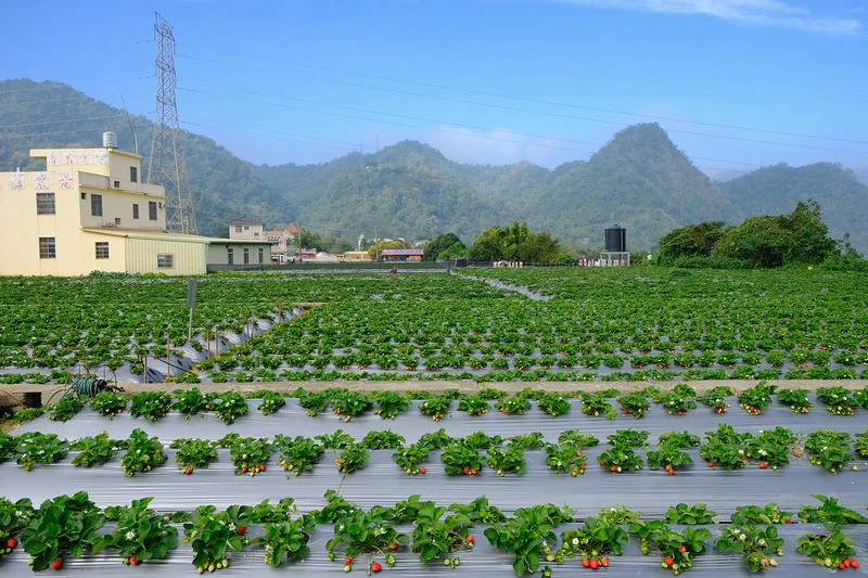 【2024苗栗大湖草莓季推薦】7家超人氣大湖採草莓草莓園農場