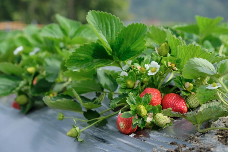 【2024苗栗大湖草莓季推薦】7家超人氣大湖採草莓草莓園農場