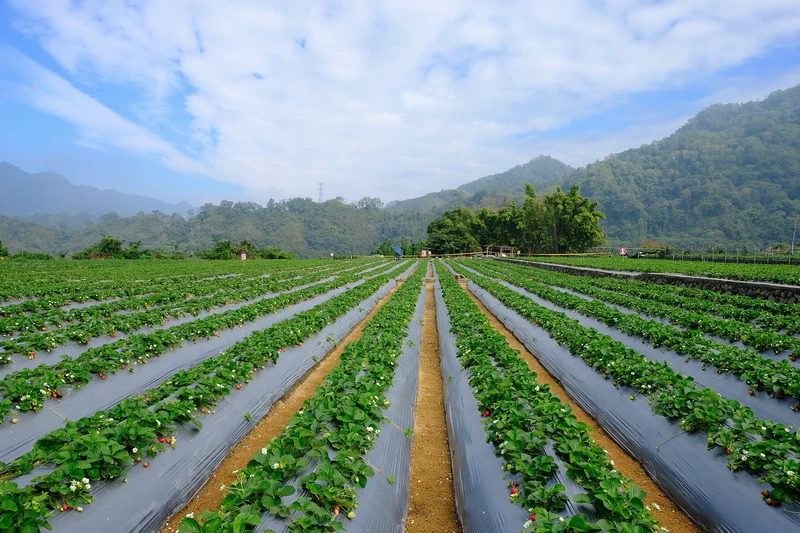 【2024苗栗大湖草莓季推薦】7家超人氣大湖採草莓草莓園農場