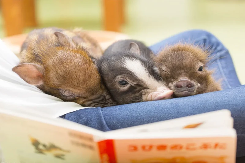 【2025原宿竹下通攻略】東京年輕人潮流聖地！必逛重點、必吃美食彙整