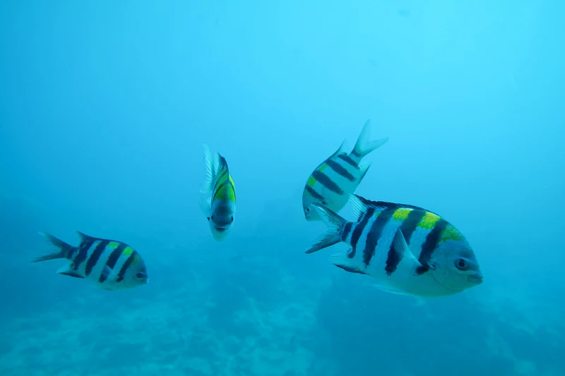 【沖繩】部瀨名海中公園：海中展望塔＆玻璃船門票優惠，暢遊海中