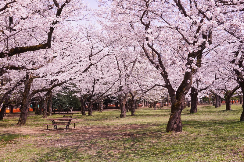 【2025原宿景點】原宿逛街行程這樣玩！竹下通、表參道、明治神宮全攻略