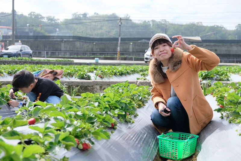 【2024苗栗大湖草莓季推薦】7家超人氣大湖採草莓草莓園農場