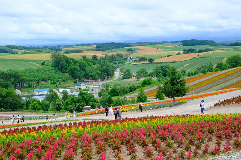 【北海道】四季彩之丘：彩虹般的花田絕色美景！美瑛必去景點超驚