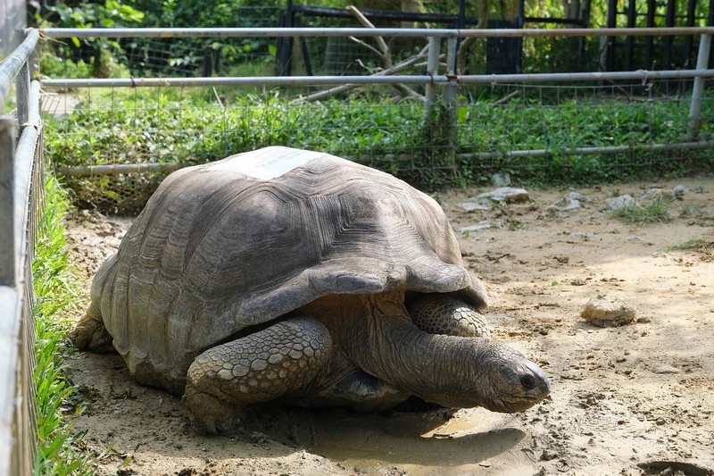 【沖繩】名護自然動植物公園：零距離接觸動物！鐵道火車和飛禽表