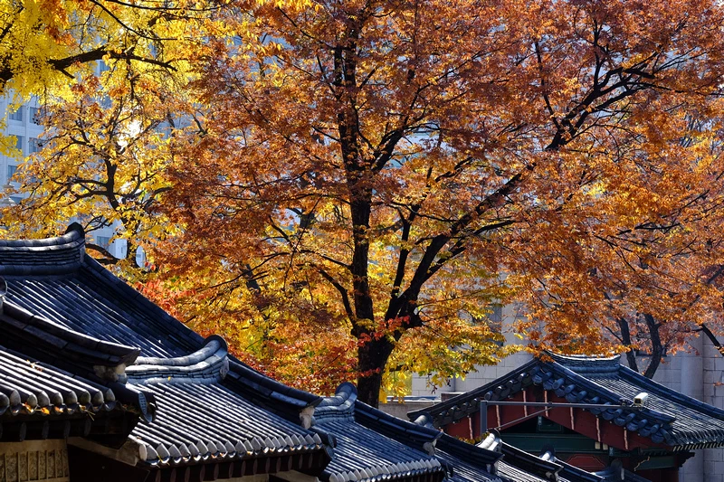 【首爾】德壽宮石牆路：韓國公認最美小路賞楓必去！門票＆免費韓