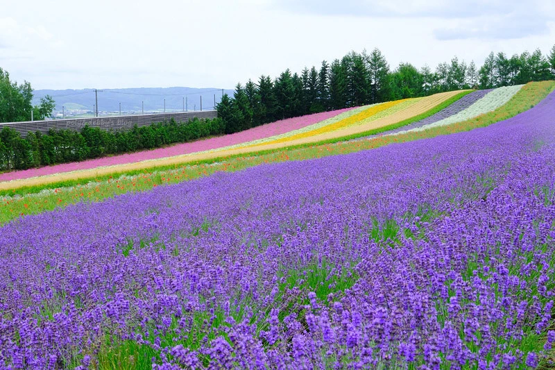 【北海道】富田農場：薰衣草花季美到爆炸！富良野花田最強景點狂
