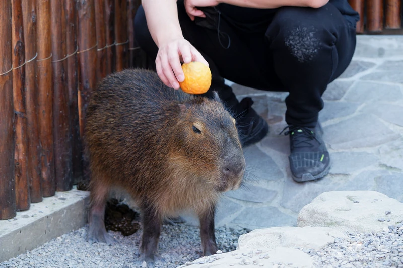 【宜蘭】張美阿嬤農場：餵水豚君、梅花鹿，還能穿和服！預約門票