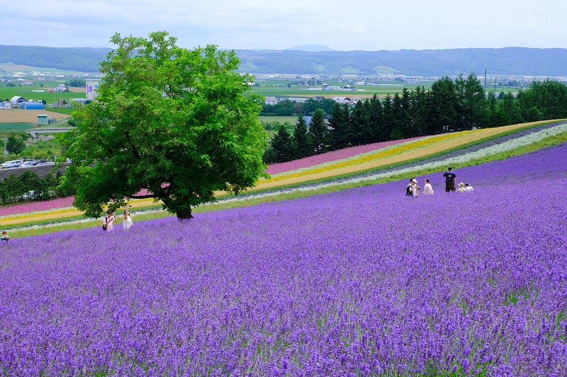 【北海道】富田農場:薰衣草花季美到爆炸!富良野花田最強景點狂拍照 【北海道】富田農場:薰衣草花季美到爆炸!富良野花田最強景點狂