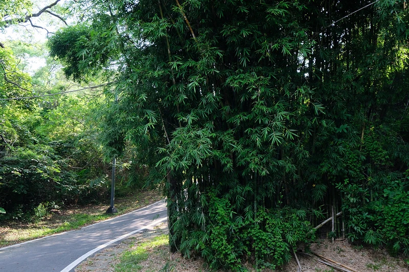 【新竹】青青草原：54公尺長溜滑梯、五大草原、健行步道，免門