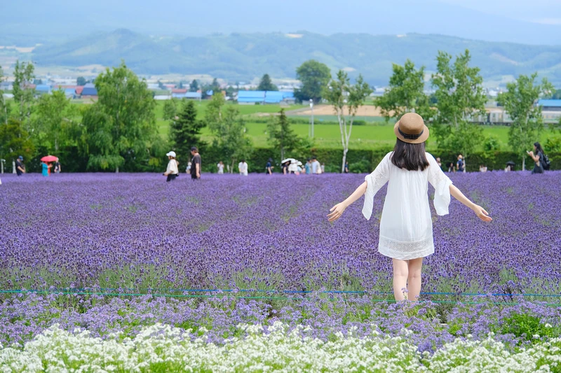 【北海道】富田農場：薰衣草花季美到爆炸！富良野花田最強景點狂