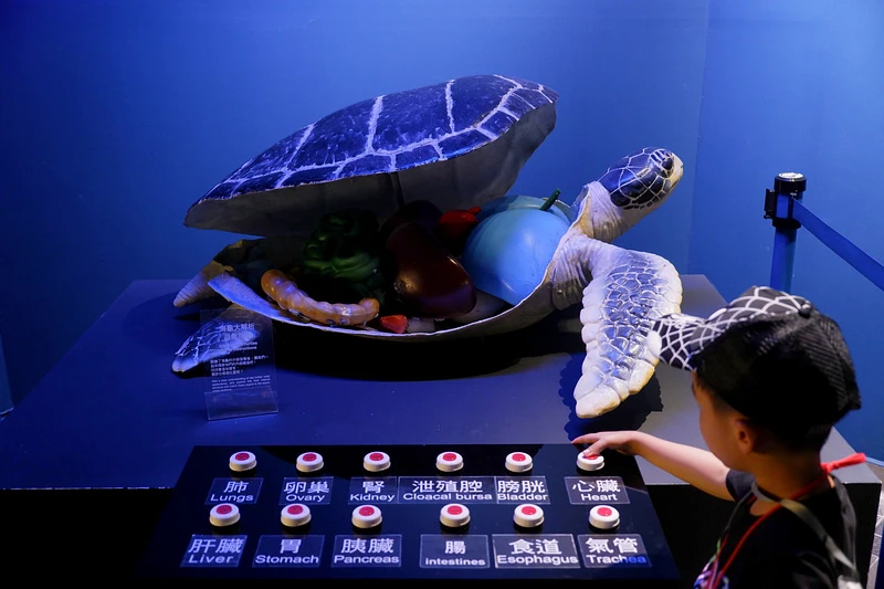 【澎湖】澎湖水族館：餵食秀超精彩！門票優惠＆海星觸摸池親子必