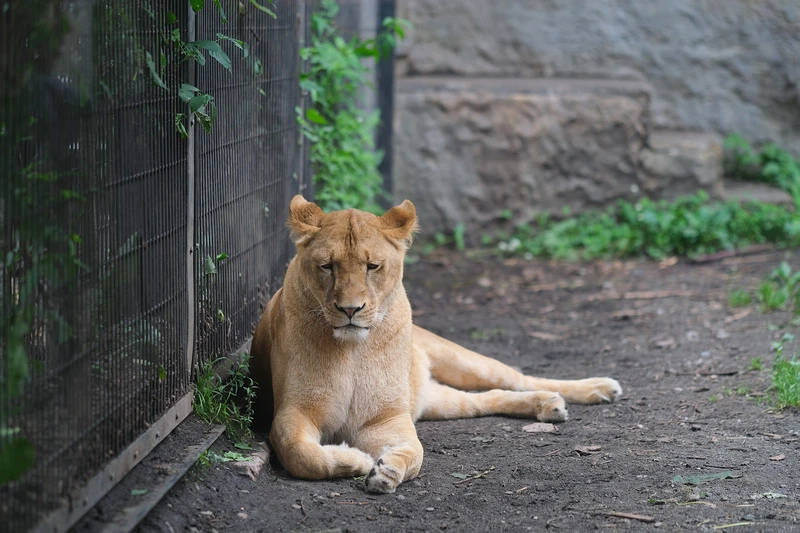 【北海道】旭山動物園：超夯企鵝散步＆北極熊游泳必看，含門票交