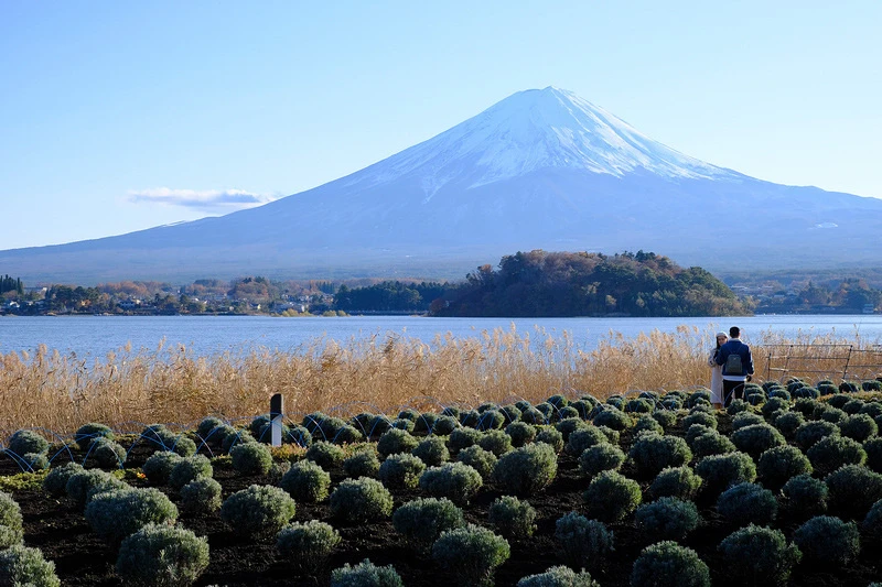 【河口湖】大石公園：巨無霸富士山視野美翻天！薰衣草、波波草花